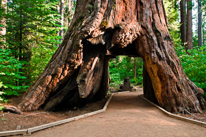 Calavares Big Trees State Park