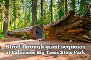 calavares-big-trees | 49er RV Ranch 2